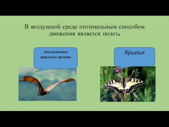 В воздушной среде оптимальным способом движения является полет. Крылья Аналогичные крыльям органы