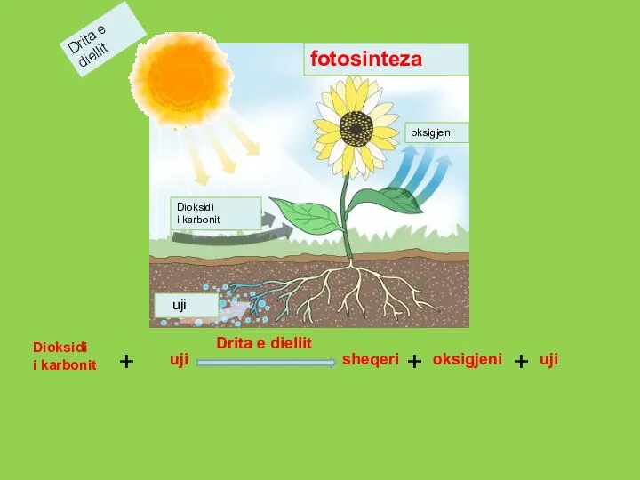 Dioksidi i karbonit Drita e diellit oksigjeni uji fotosinteza + uji Drita