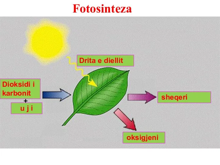 Fotosinteza Drita e diellit oksigjeni Dioksidi i karbonit sheqeri u j i