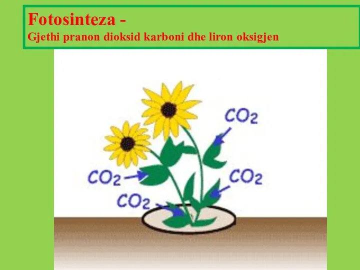 Fotosinteza - Gjethi pranon dioksid karboni dhe liron oksigjen