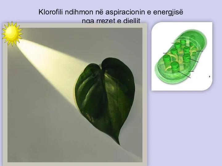 Klorofili ndihmon në aspiracionin e energjisë nga rrezet e diellit