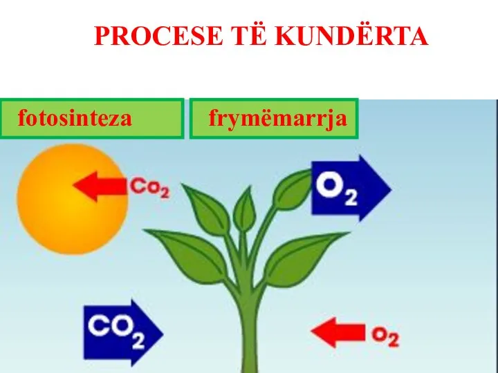 fotosinteza frymëmarrja PROCESE TË KUNDËRTA