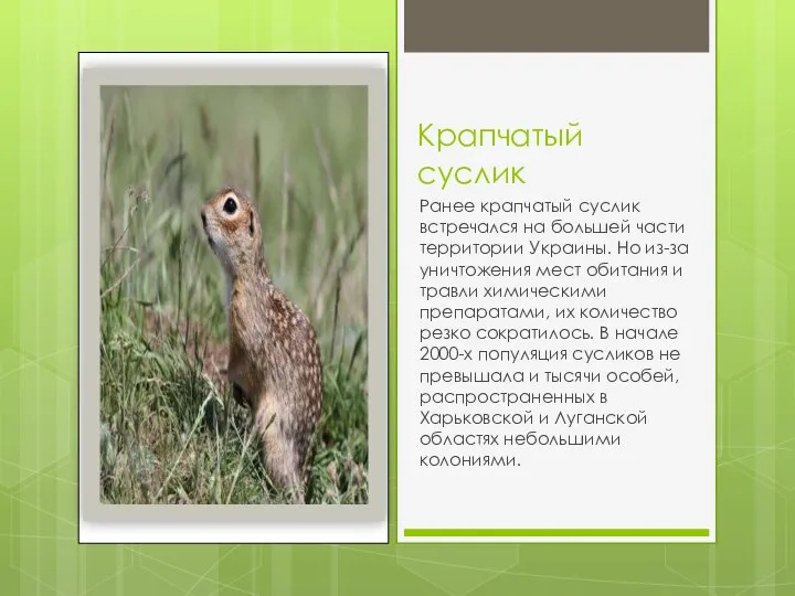 Крапчатый суслик Ранее крапчатый суслик встречался на большей части территории Украины. Но