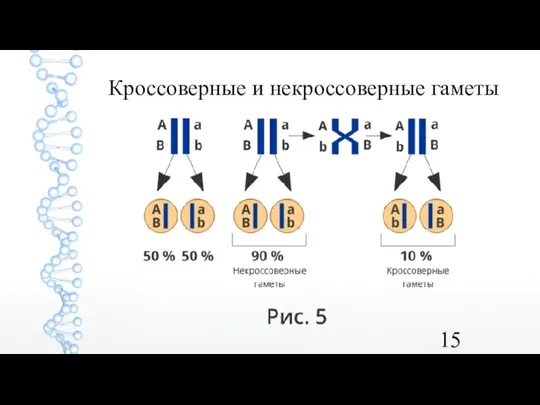 Кроссоверные и некроссоверные гаметы