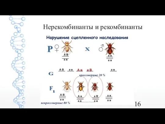 Нерекомбинанты и рекомбинанты