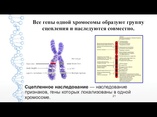 Все гены одной хромосомы образуют группу сцепления и наследуются совместно. Сцепленное наследование