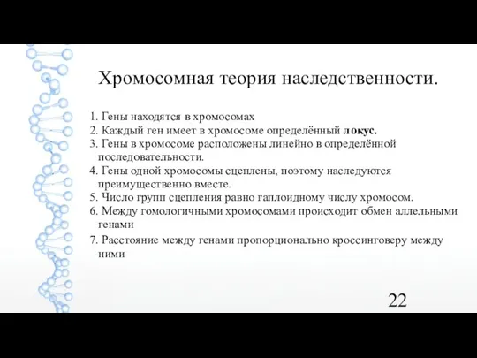 Хромосомная теория наследственности. 1. Гены находятся в хромосомах 2. Каждый ген имеет