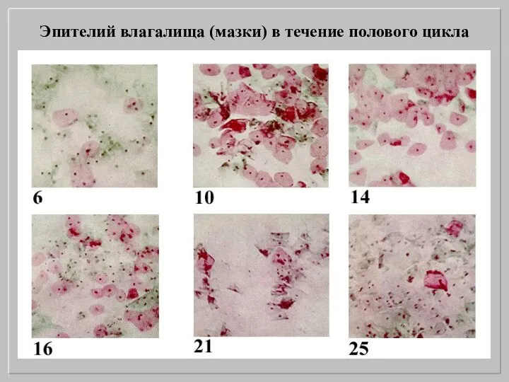 Эпителий влагалища (мазки) в течение полового цикла