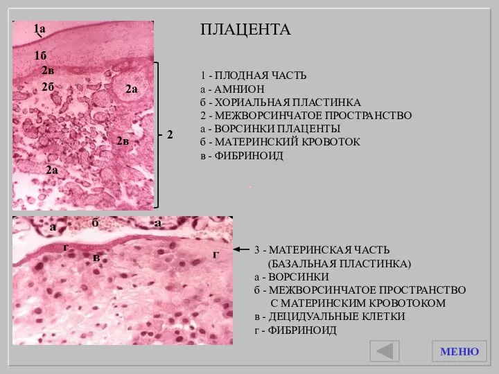 3 - МАТЕРИНСКАЯ ЧАСТЬ (БАЗАЛЬНАЯ ПЛАСТИНКА) а - ВОРСИНКИ б - МЕЖВОРСИНЧАТОЕ