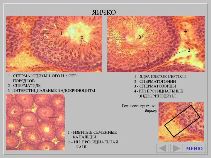 1 - ЯДРА КЛЕТОК СЕРТОЛИ 2 - СПЕРМАТОГОНИИ 3 - СПЕРМАТОЗОИДЫ 4