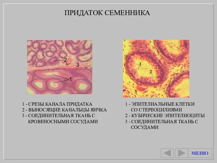 1 - ЭПИТЕЛИАЛЬНЫЕ КЛЕТКИ СО СТЕРЕОЦИЛИЯМИ 2 - КУБИЧЕСКИЕ ЭПИТЕЛИОЦИТЫ 3 -