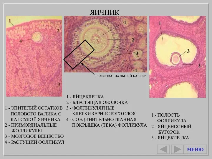 1 - ПОЛОСТЬ ФОЛЛИКУЛА 2 - ЯЙЦЕНОСНЫЙ БУГОРОК 3 - ЯЙЦЕКЛЕТКА 1