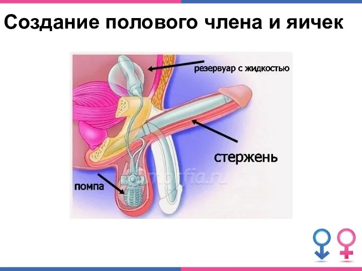 Создание полового члена и яичек