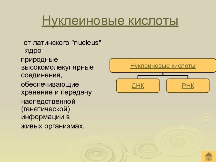 Нуклеиновые кислоты от латинского "nucleus" - ядро - природные высокомолекулярные соединения, обеспечивающие