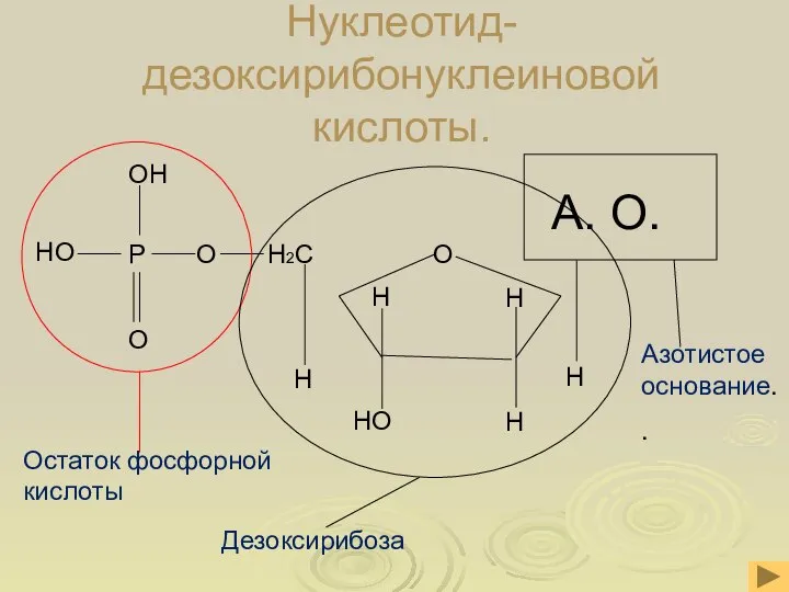 Нуклеотид- дезоксирибонуклеиновой кислоты.