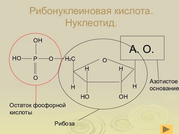 Рибонуклеиновая кислота. Нуклеотид.