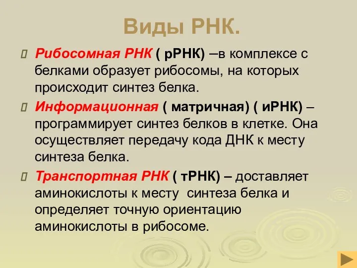 Виды РНК. Рибосомная РНК ( рРНК) –в комплексе с белками образует рибосомы,