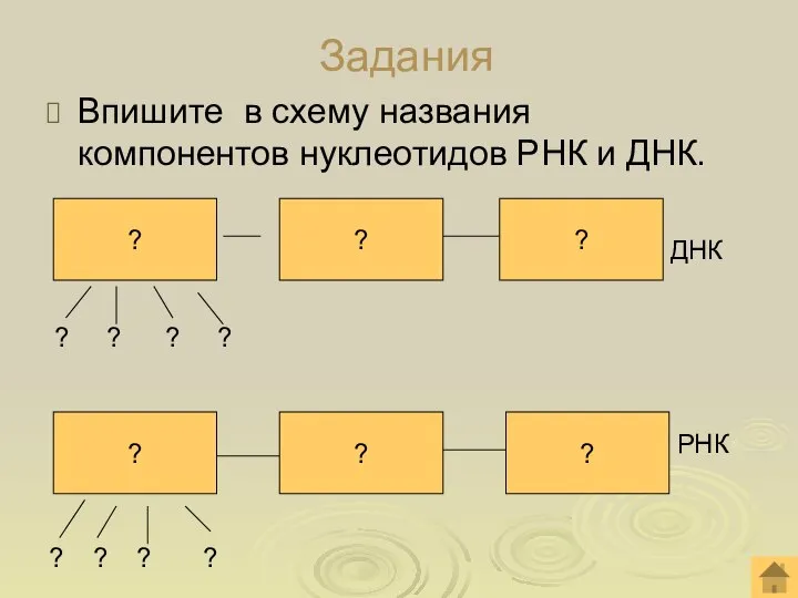 Задания Впишите в схему названия компонентов нуклеотидов РНК и ДНК. ? ?