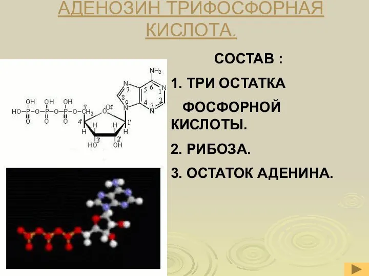 АДЕНОЗИН ТРИФОСФОРНАЯ КИСЛОТА. СОСТАВ : 1. ТРИ ОСТАТКА ФОСФОРНОЙ КИСЛОТЫ. 2. РИБОЗА. 3. ОСТАТОК АДЕНИНА.