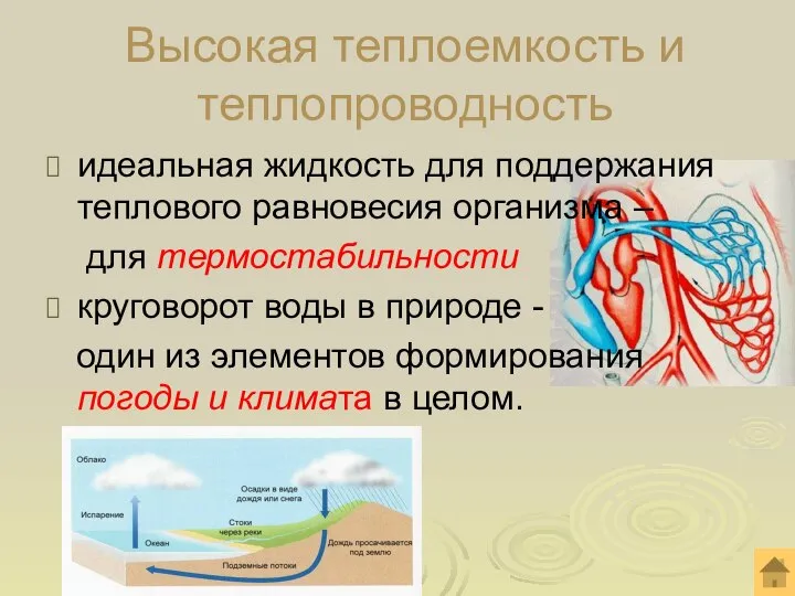 идеальная жидкость для поддержания теплового равновесия организма – для термостабильности круговорот воды