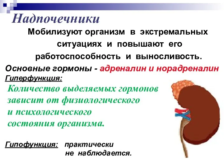 Надпочечники Мобилизуют организм в экстремальных ситуациях и повышают его работоспособность и выносливость.