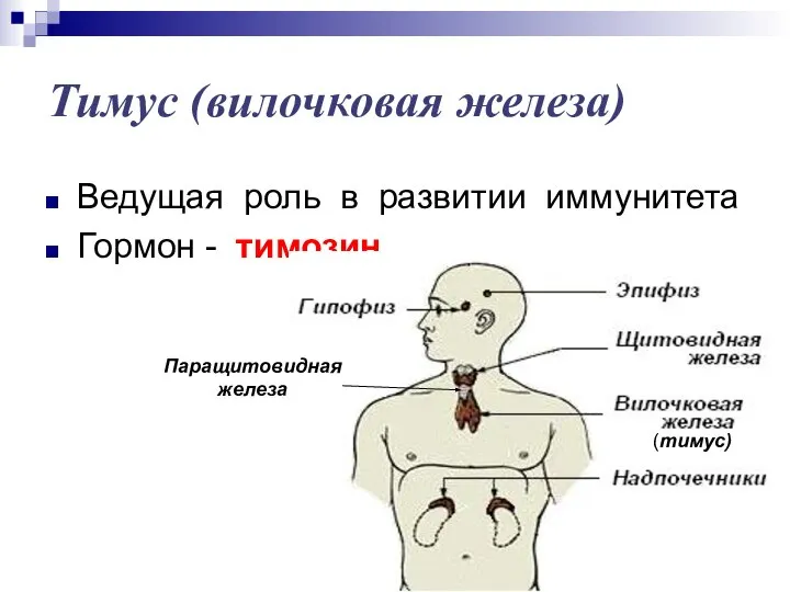 Тимус (вилочковая железа) Ведущая роль в развитии иммунитета Гормон - тимозин (тимус) Паращитовидная железа