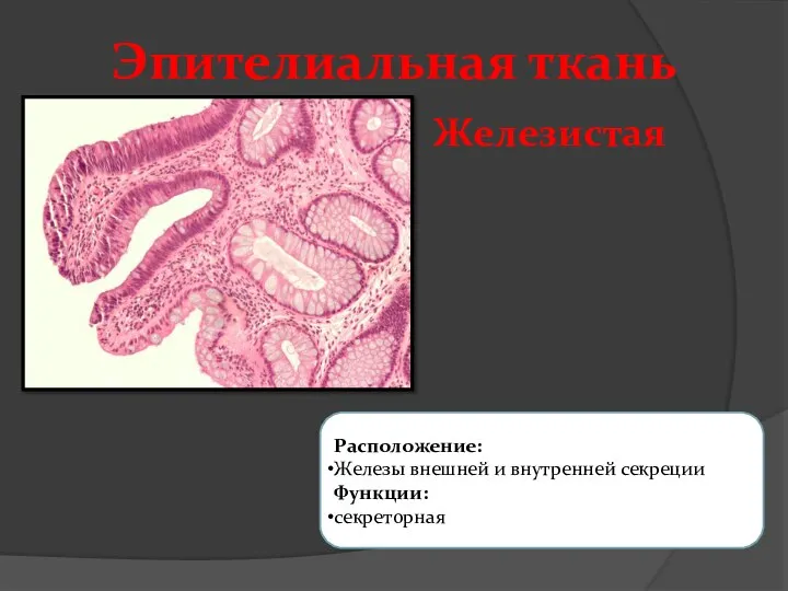 Эпителиальная ткань Железистая Расположение: Железы внешней и внутренней секреции Функции: секреторная