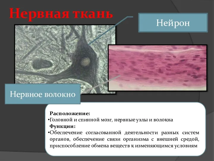 Нервная ткань Расположение: Головной и спинной мозг, нервные узлы и волокна Функции: