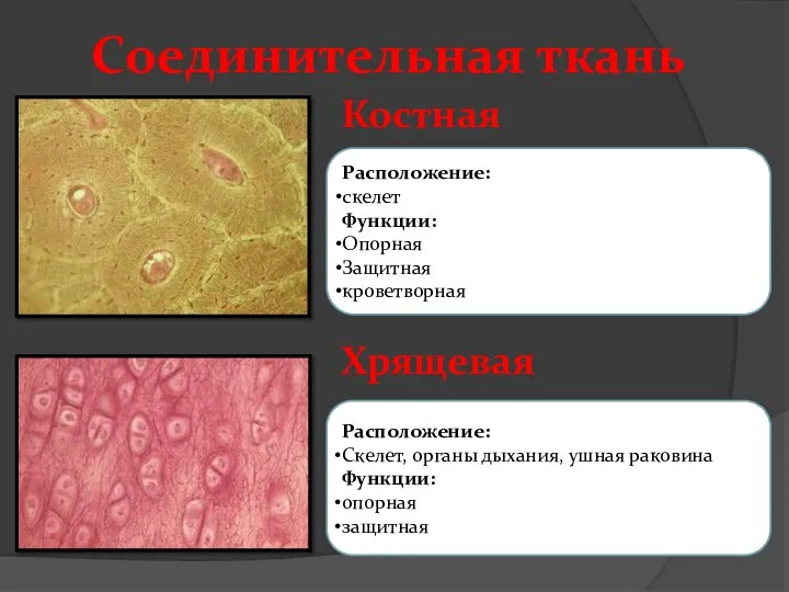 Соединительная ткань Костная Хрящевая Расположение: скелет Функции: Опорная Защитная кроветворная Расположение: Скелет,