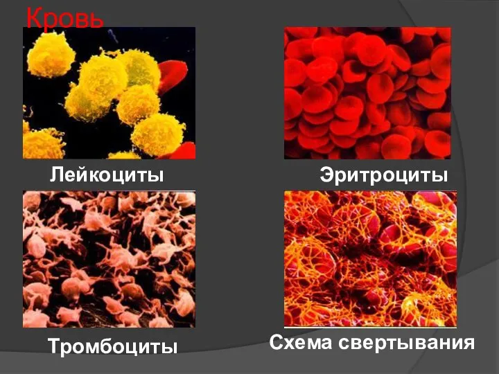 Кровь Лейкоциты Эритроциты Тромбоциты Схема свертывания
