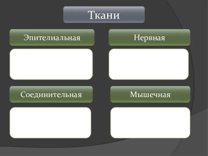 Ткани Эпителиальная Нервная Соединительная Мышечная Клетки плотно прилегают друг к другу, межклеточного