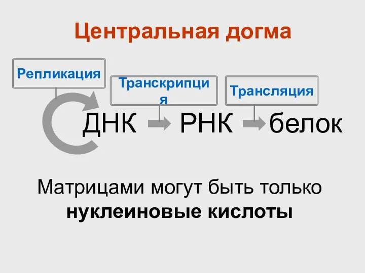 Центральная догма ДНК РНК белок Матрицами могут быть только нуклеиновые кислоты