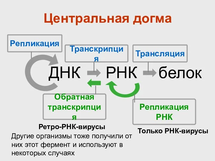 Центральная догма ДНК РНК белок Репликация Транскрипция Трансляция Обратная транскрипция Репликация РНК