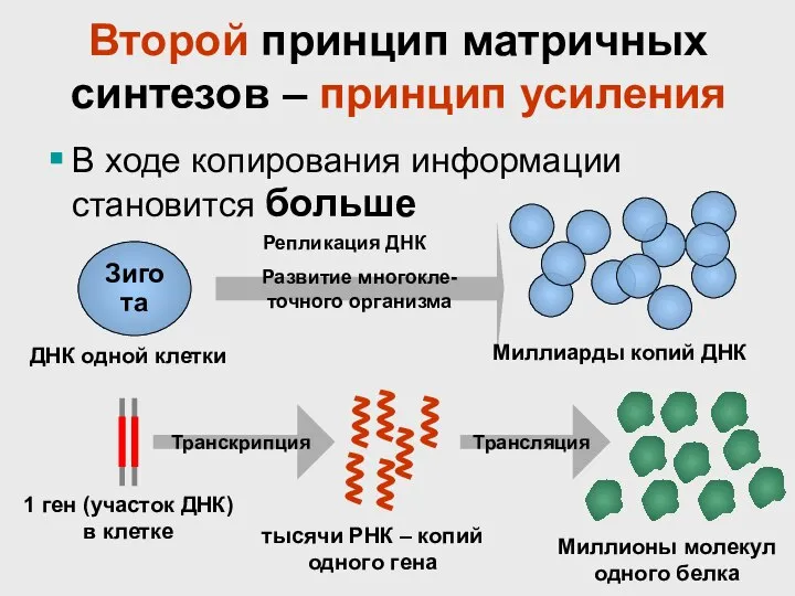 Второй принцип матричных синтезов – принцип усиления В ходе копирования информации становится