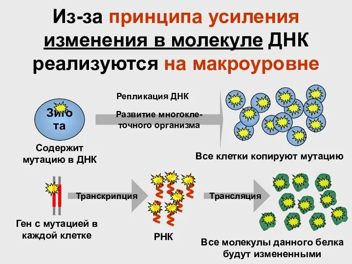 Из-за принципа усиления изменения в молекуле ДНК реализуются на макроуровне Зигота Развитие