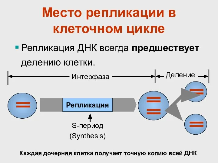 Место репликации в клеточном цикле Репликация ДНК всегда предшествует делению клетки. Репликация