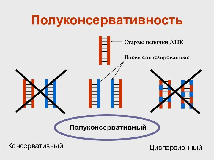 Полуконсервативность Полуконсервативный Консервативный Дисперсионный