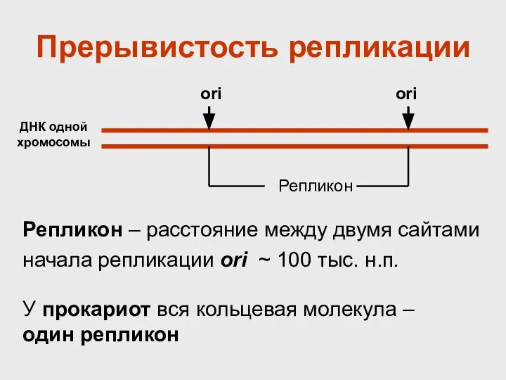 Репликон – расстояние между двумя сайтами начала репликации ori ~ 100 тыс.