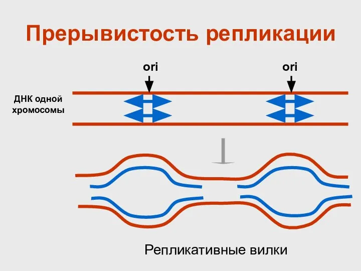 Прерывистость репликации ДНК одной хромосомы ori ori Репликативные вилки