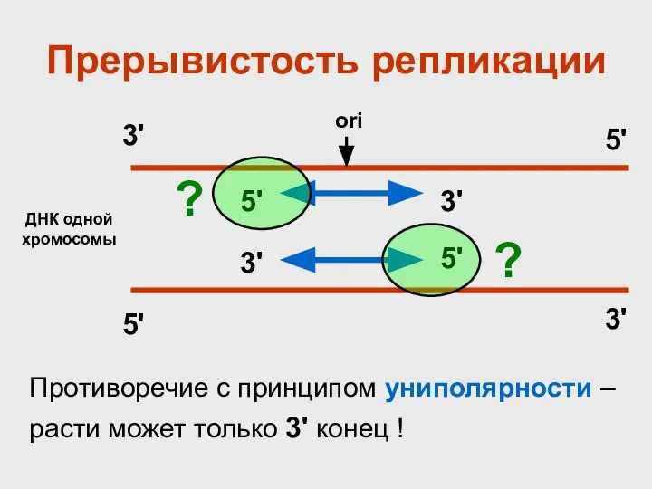 Прерывистость репликации ДНК одной хромосомы ori 3' 5' 3' 5' 5' 5'