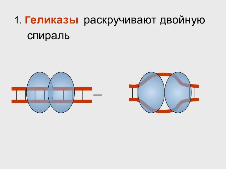 1. Геликазы раскручивают двойную спираль