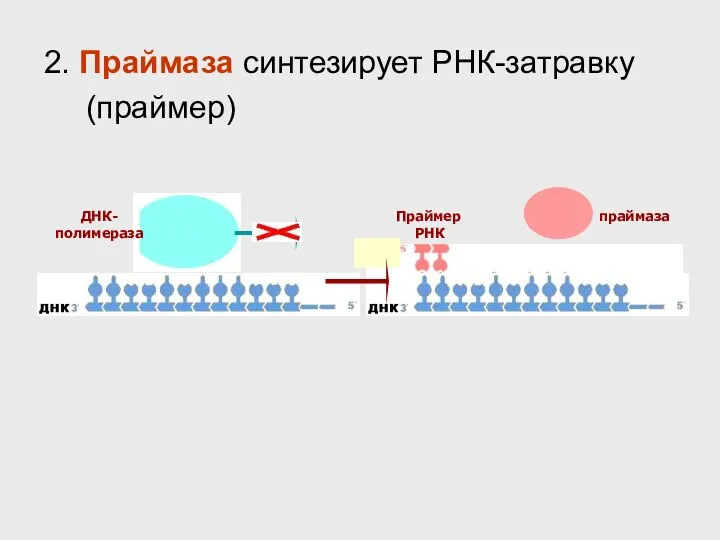 ДНК- полимераза праймаза Праймер РНК 2. Праймаза синтезирует РНК-затравку (праймер)