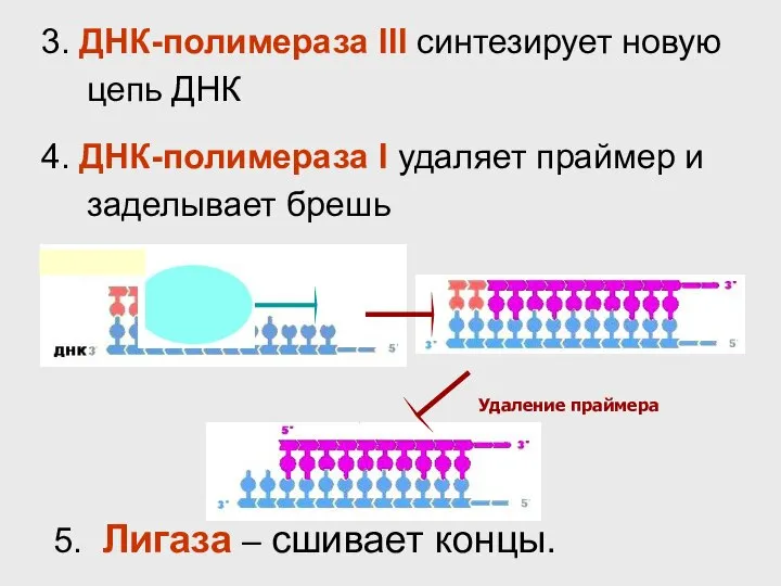 Удаление праймера 3. ДНК-полимераза III синтезирует новую цепь ДНК 4. ДНК-полимераза I