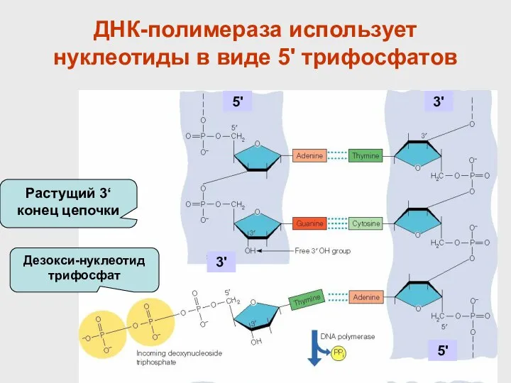 ДНК-полимераза использует нуклеотиды в виде 5' трифосфатов Растущий 3‘ конец цепочки Дезокси-нуклеотид