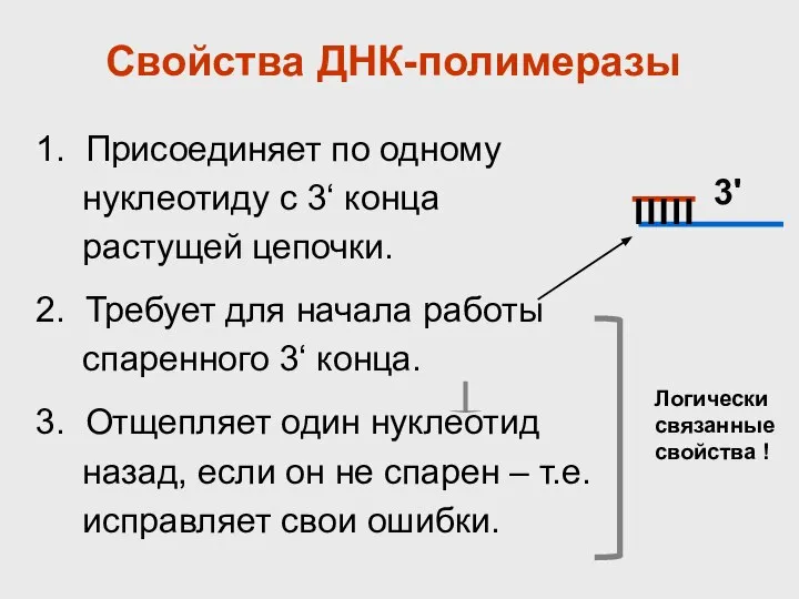 Свойства ДНК-полимеразы 1. Присоединяет по одному нуклеотиду с 3‘ конца растущей цепочки.