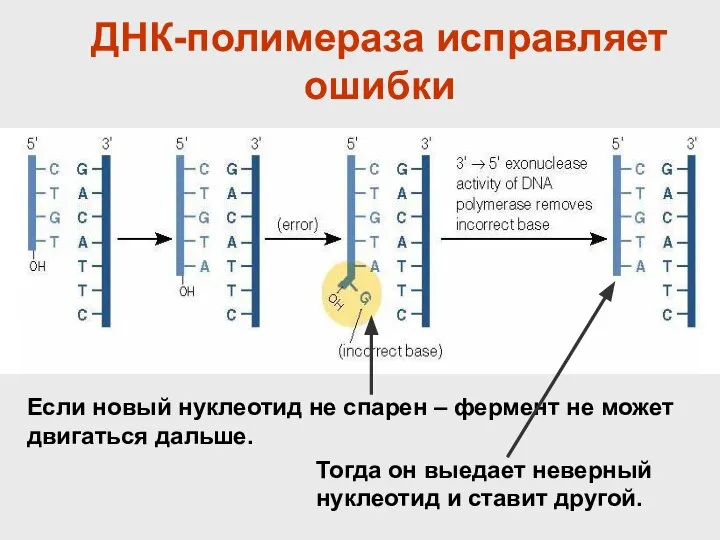 ДНК-полимераза исправляет ошибки Если новый нуклеотид не спарен – фермент не может