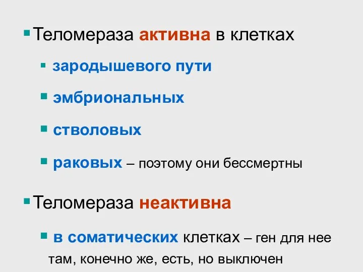 Теломераза активна в клетках зародышевого пути эмбриональных стволовых раковых – поэтому они