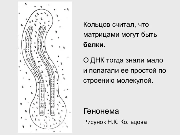 Генонема Рисунок Н.К. Кольцова Кольцов считал, что матрицами могут быть белки. О