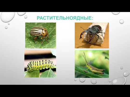 РАСТИТЕЛЬНОЯДНЫЕ: