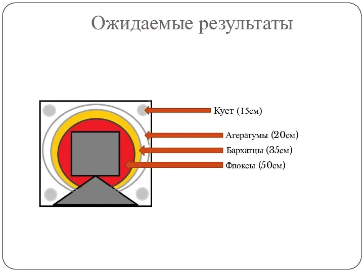 Ожидаемые результаты Куст (15см) Агератумы (20см) Флоксы (50см) Бархатцы (35см)